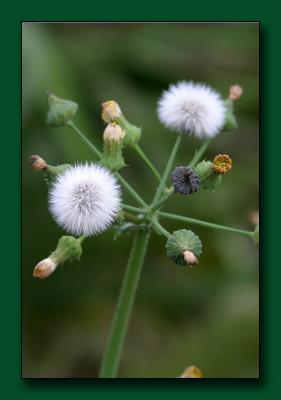 06 Dandelion-Puff.jpg