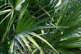 02-Palm-Leaves3.jpg
