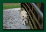 08 Dog-on-Bridge.jpg