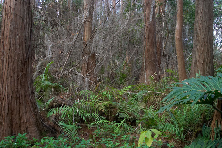 Fern-Woods1+.jpg