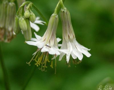 Around the woods 012a.jpg