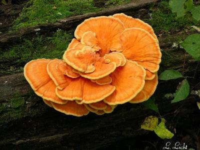 Sulphur Shelf Mushroom 041.jpg