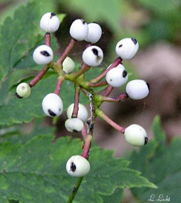 White Baneberry  032.jpg