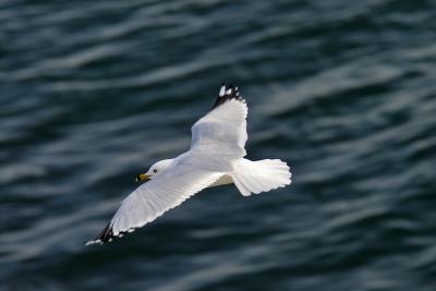 Virginia: Gliding Gull