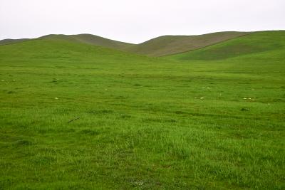 California: Greenfields of Home