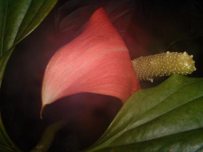 DSCF0029.JPG