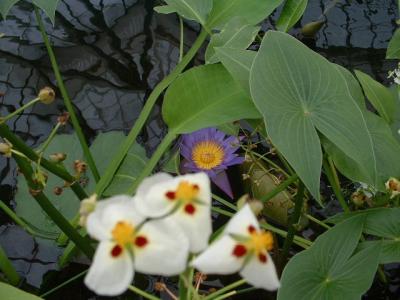 DSCF0043.JPG