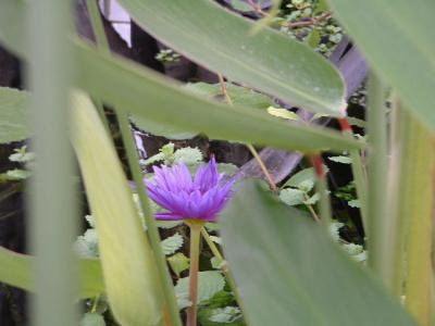DSCF0046.JPG