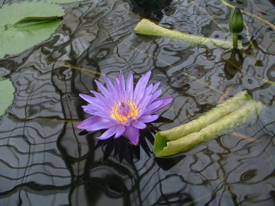 DSCF0060.JPG
