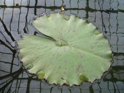 DSCF0077.JPG