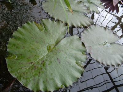 DSCF0078.JPG