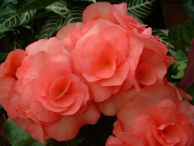 u40/love4flora/medium/26257381.DSCF0113.jpg