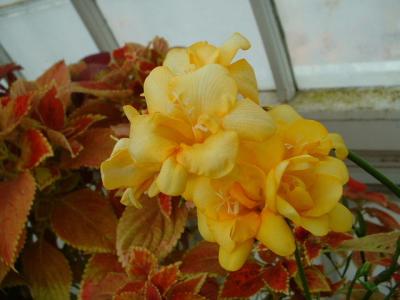 DSCF0123.JPG