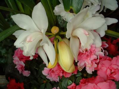 DSCF0135.JPG