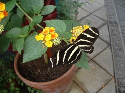 DSCF0191.JPG