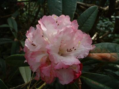 DSCF0255.JPG