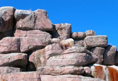 u40/lreneau76/medium/26089264.MountainGoats.jpg