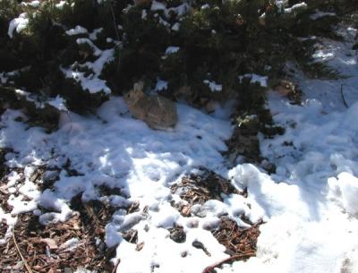 Rabbit In The Snow.jpg