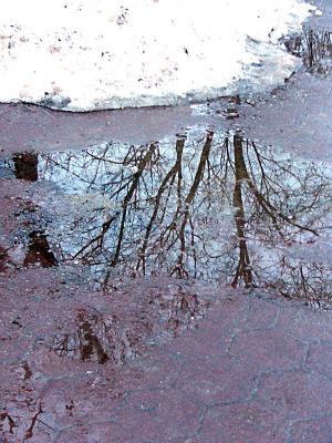 rainy reflections ~ February 3rd