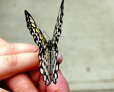 rice paper butterfly on a child's hand ~ February 26th