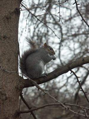 Squirrel in London.JPG