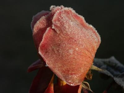 Frosty rose