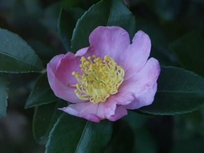 u40/lucasarah/medium/25944459.camelia.jpg