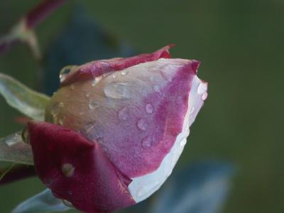 wet rose