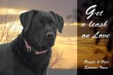 Buddy the Lab