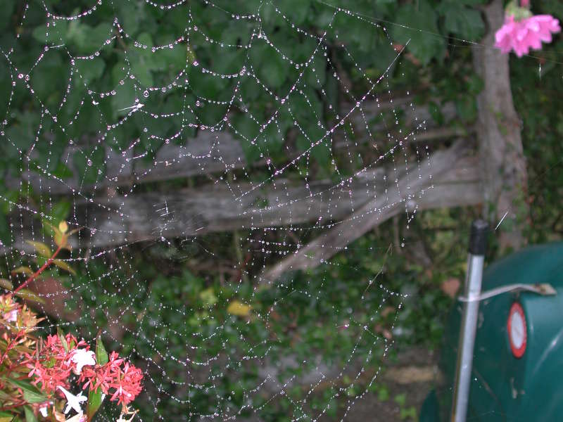 Web