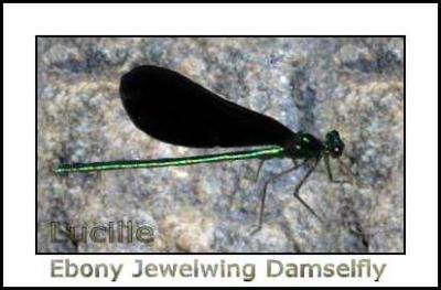 Dragonflies