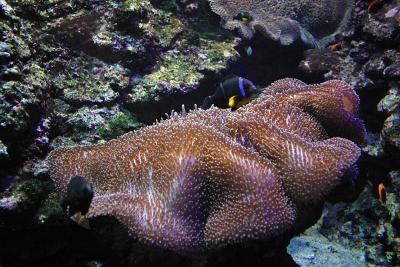 Aquarium Tropical