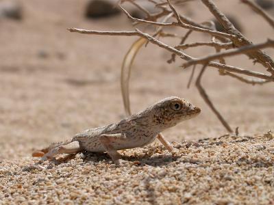 Lizard