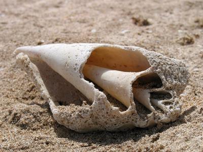 Shell