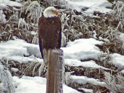 bald eagle on a post - digiscoped