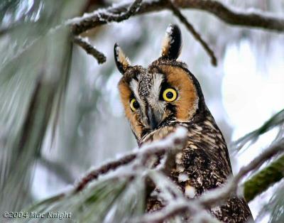 long-eared owl-2