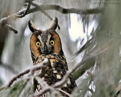 long-eared owl-3