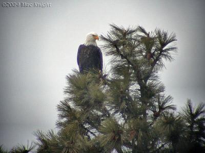 bald eagle in pine tree Kittitas Cnty