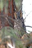 long-eared owl near Harrah