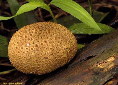 Pigskin Puffball