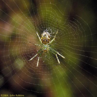 Waiting Spider (unknown type)