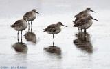 Willets