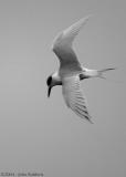 Tern Turning