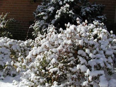Snowfall in North Carolina
