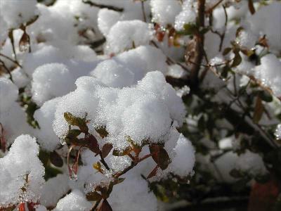 February Snowfall in North Carolina