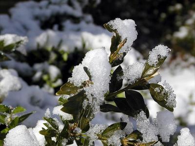 February Snowfall in North Carolina