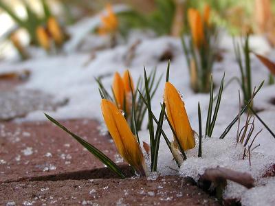 February Snowfall in North Carolina
