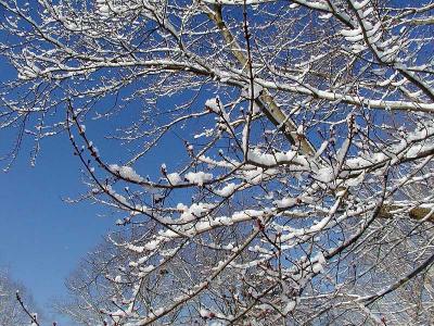 February Snowfall in North Carolina