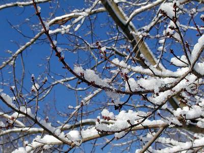 A February snowfall against a Carolina blue sky.