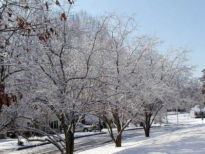 Neighbor's cherry tree in the February snow.